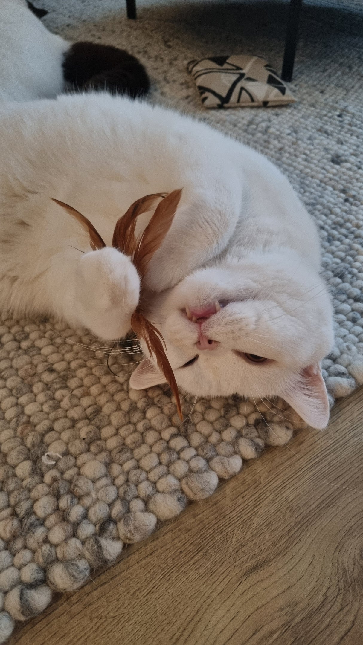 Kattenhengel - Kattenspeeltje met 5 veren - SpirePets