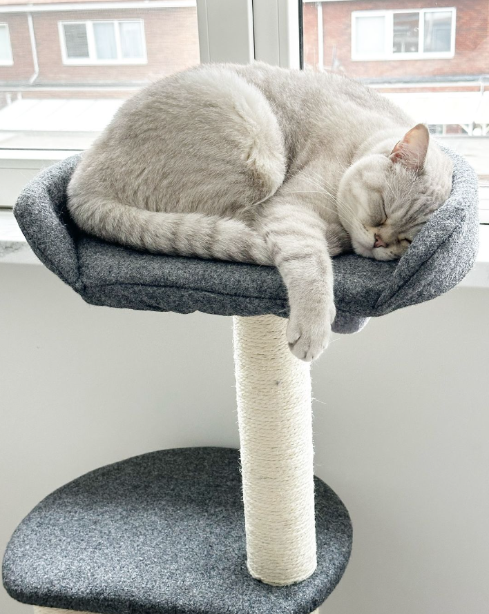 Tommy Krabpaal katten - 3 niveaus en pluche bed - SpirePets