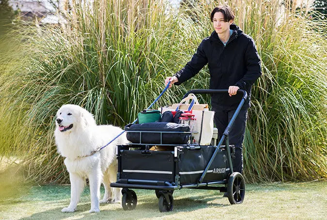 Hond of kat mee op vakantie? Alles wat je moet regelen voor een zorgeloze reis SpirePets