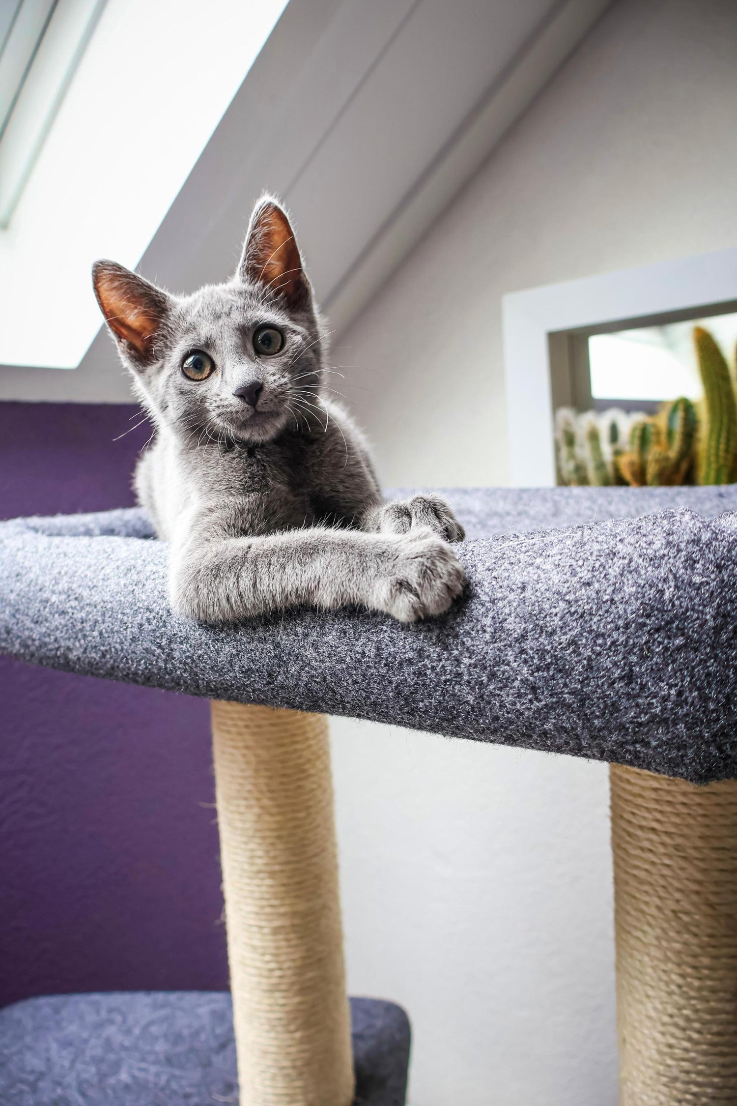 Katten krabpaal Candy - klimboom - grijs - SpirePets