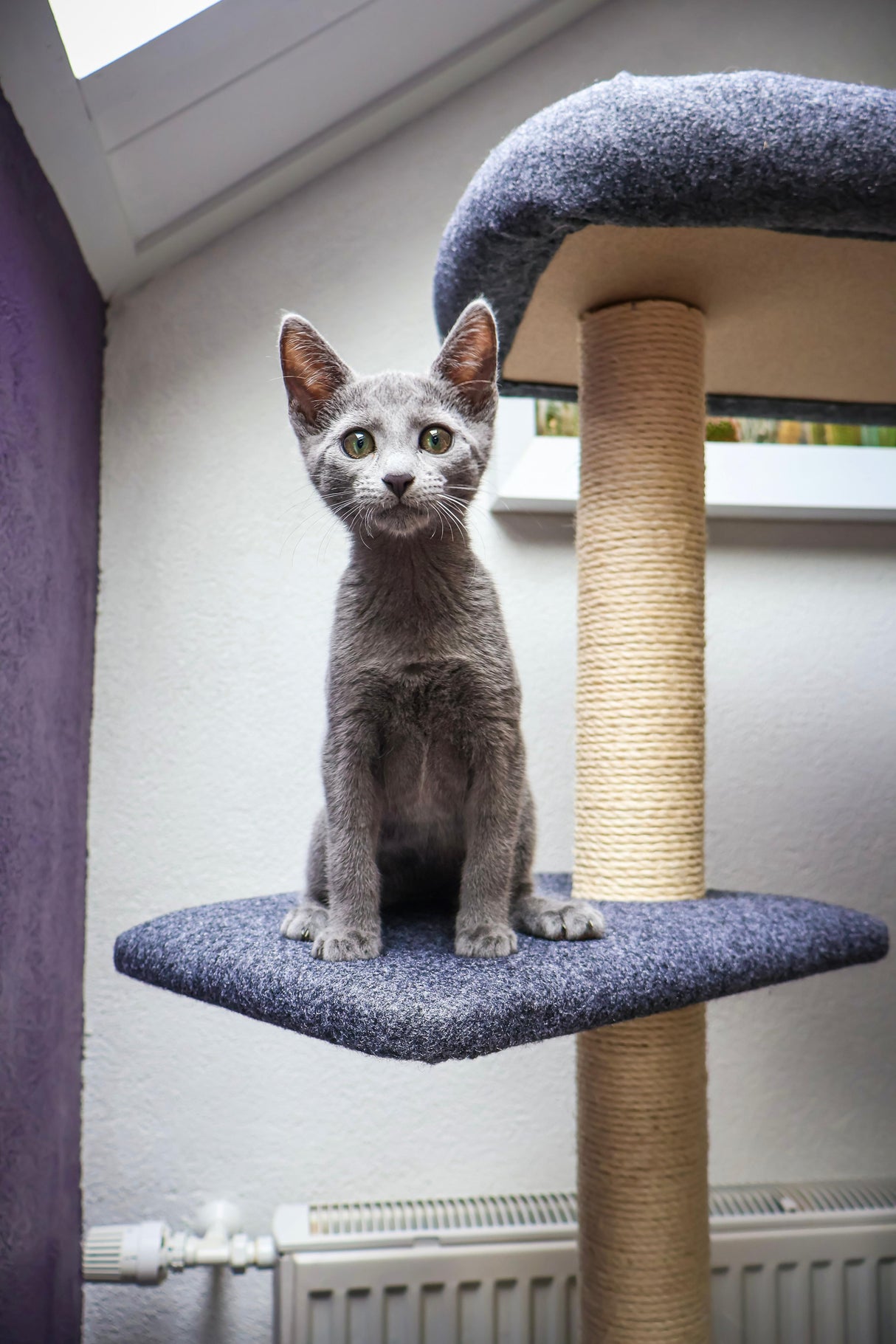 Katten krabpaal Candy - klimboom - grijs - SpirePets