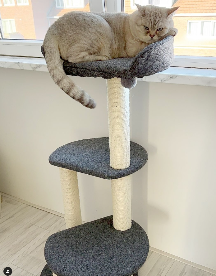 Tommy Krabpaal katten - 3 niveaus en pluche bed - SpirePets