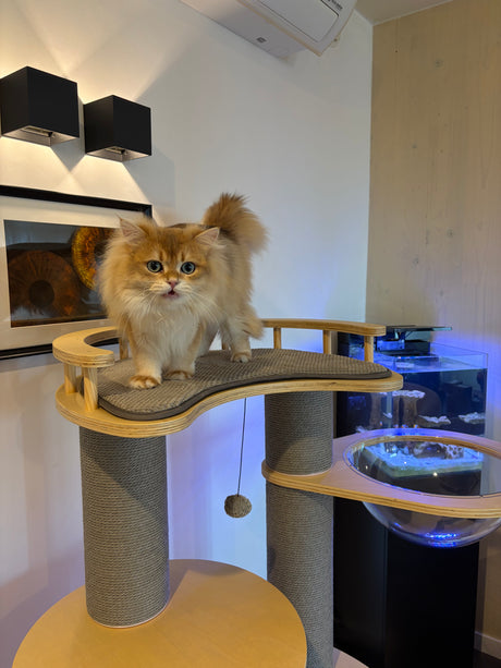 Arbre à chat de luxe - Griffoir - Meuble à chat