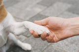 Pootverzorging kat & hond - Pootbalsem knijptube - 50ml - SpirePets