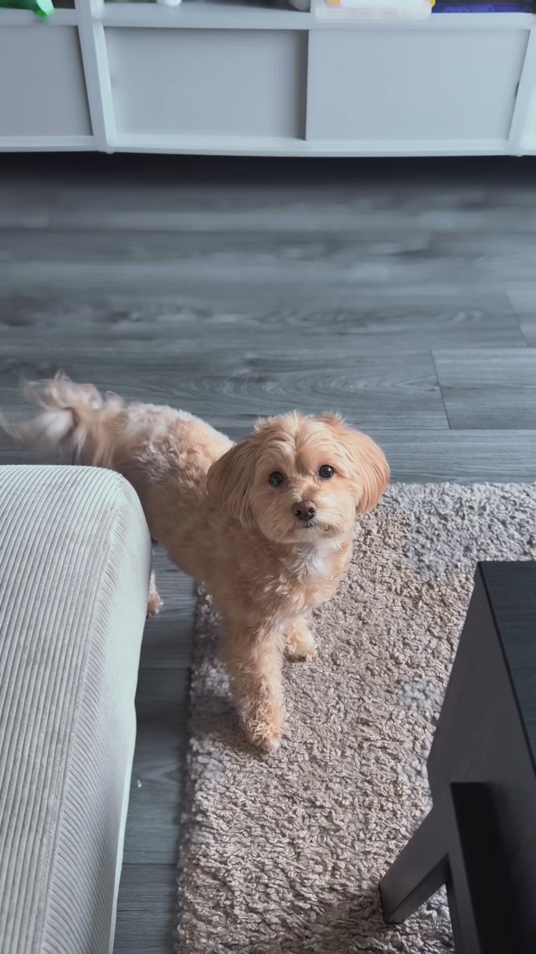 Panier pour chien Bora - Lit pour animaux de compagnie Taille S