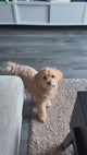 Panier pour chien Bora - Lit pour animaux de compagnie Taille S