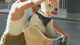 Sac à dos pour chat - sac à dos pour chien - transparent - pour petits animaux - 32 x 28 x 40 cm - sac de transport pour chien - sac de transport pour chat